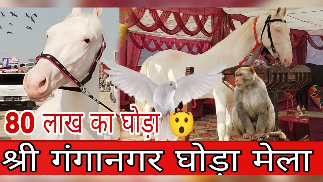 19 NOVEMBER 2024 ( श्री गंगानगर घोड़ों का अश्व मेला )  Sri Ganganagar horse fair