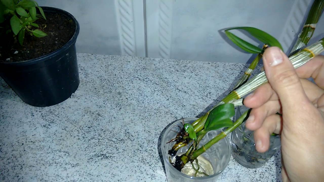 Recuperação rápida de orquídeas na água