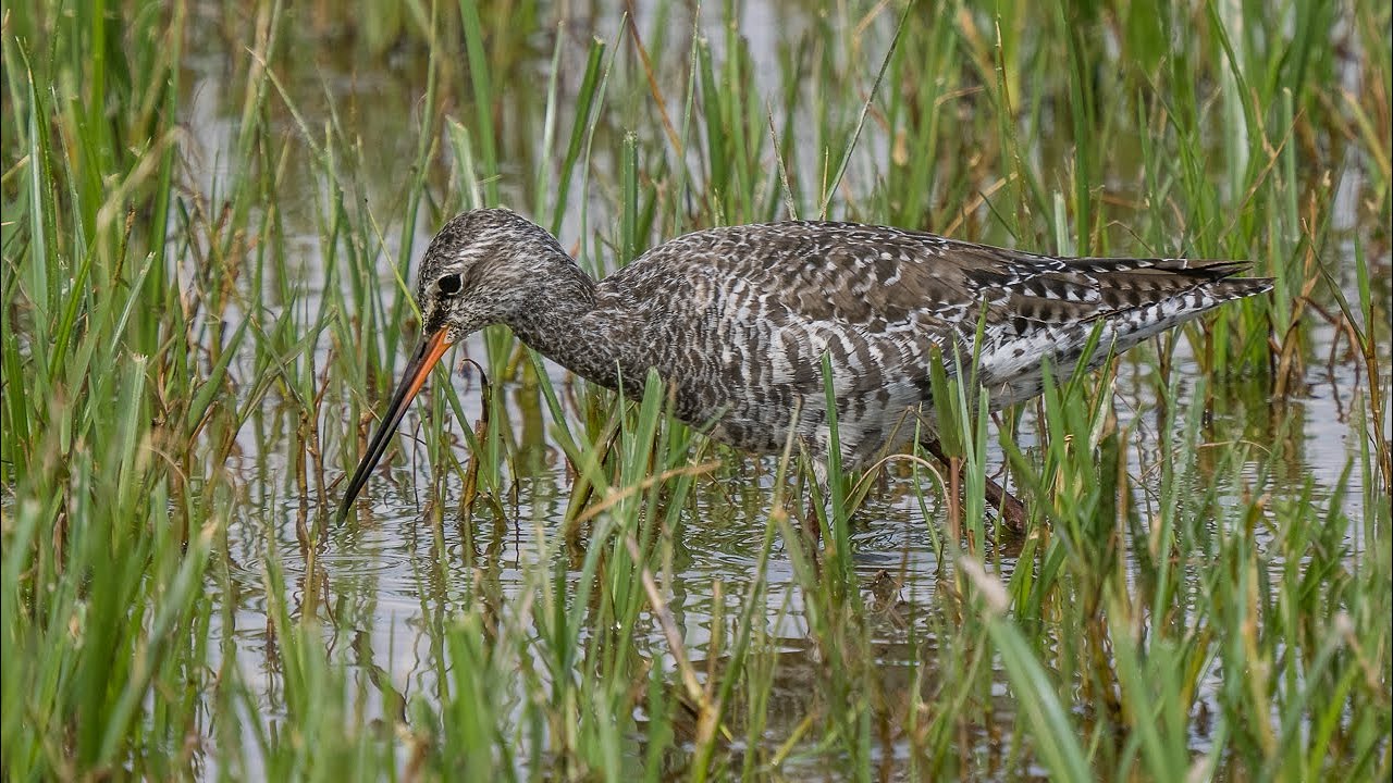 Birding Catalonia  2/2 Spring 2023