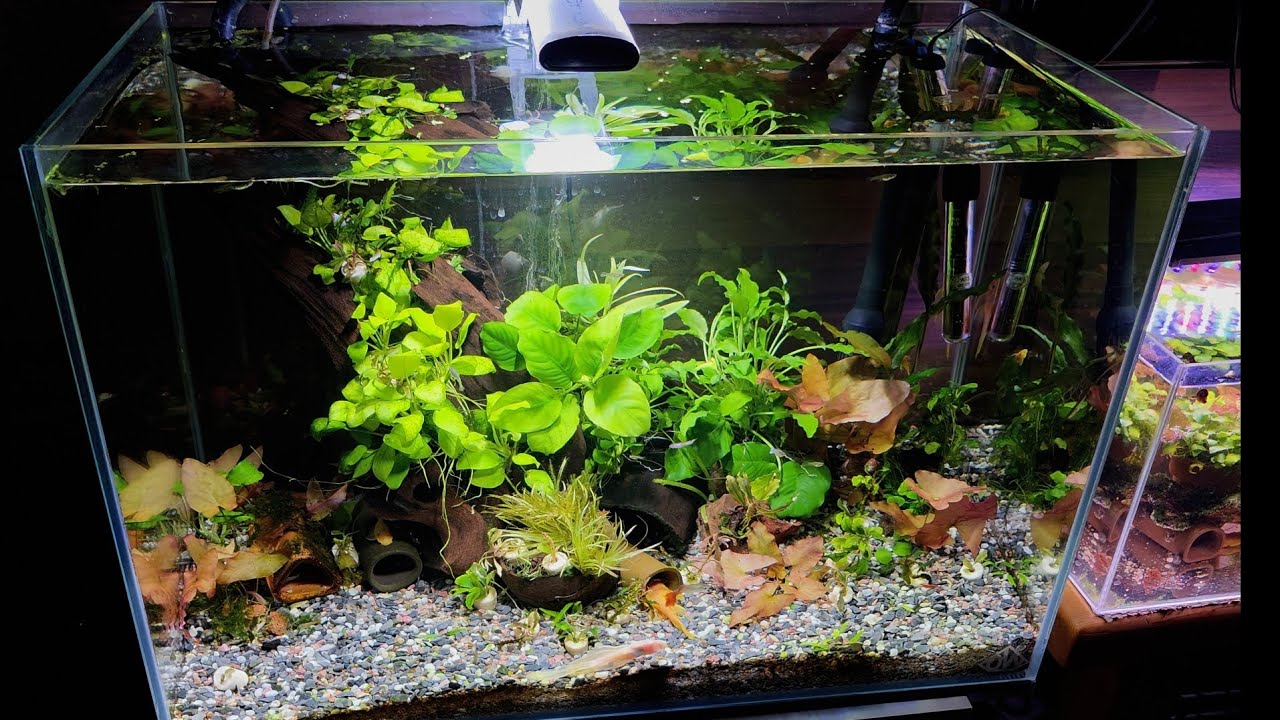 Opti White  akwarium 