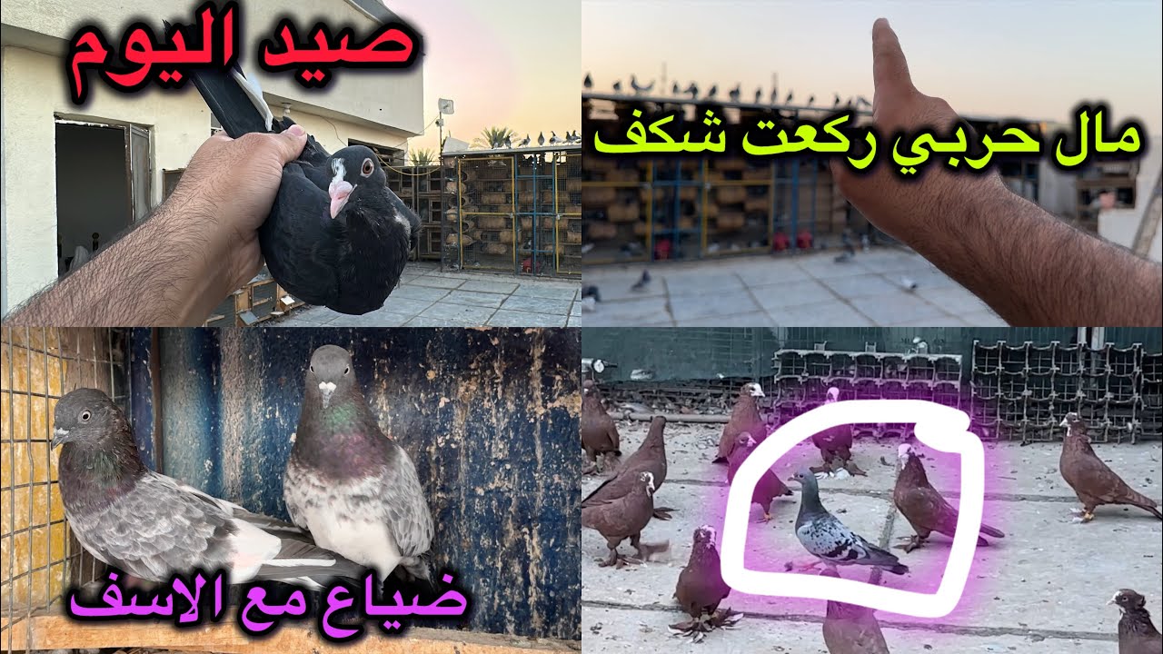 كعد الحض شباب😁صيدفووول اليوم😂بل شكف وشلع🥲🥲🥲🥲🥲💕💕💕💕