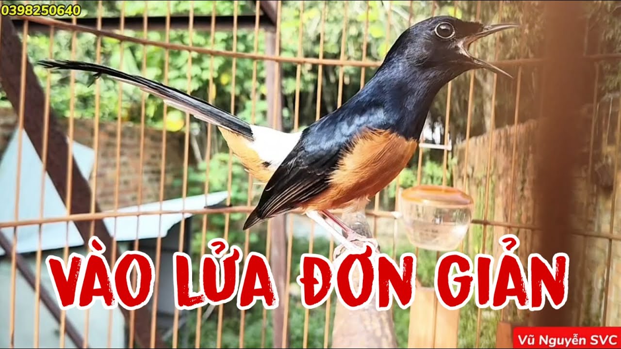 VÀO LỬA CHO CHIM CHÍCH CHÒE ĐƠN GIẢN NHẤT.
