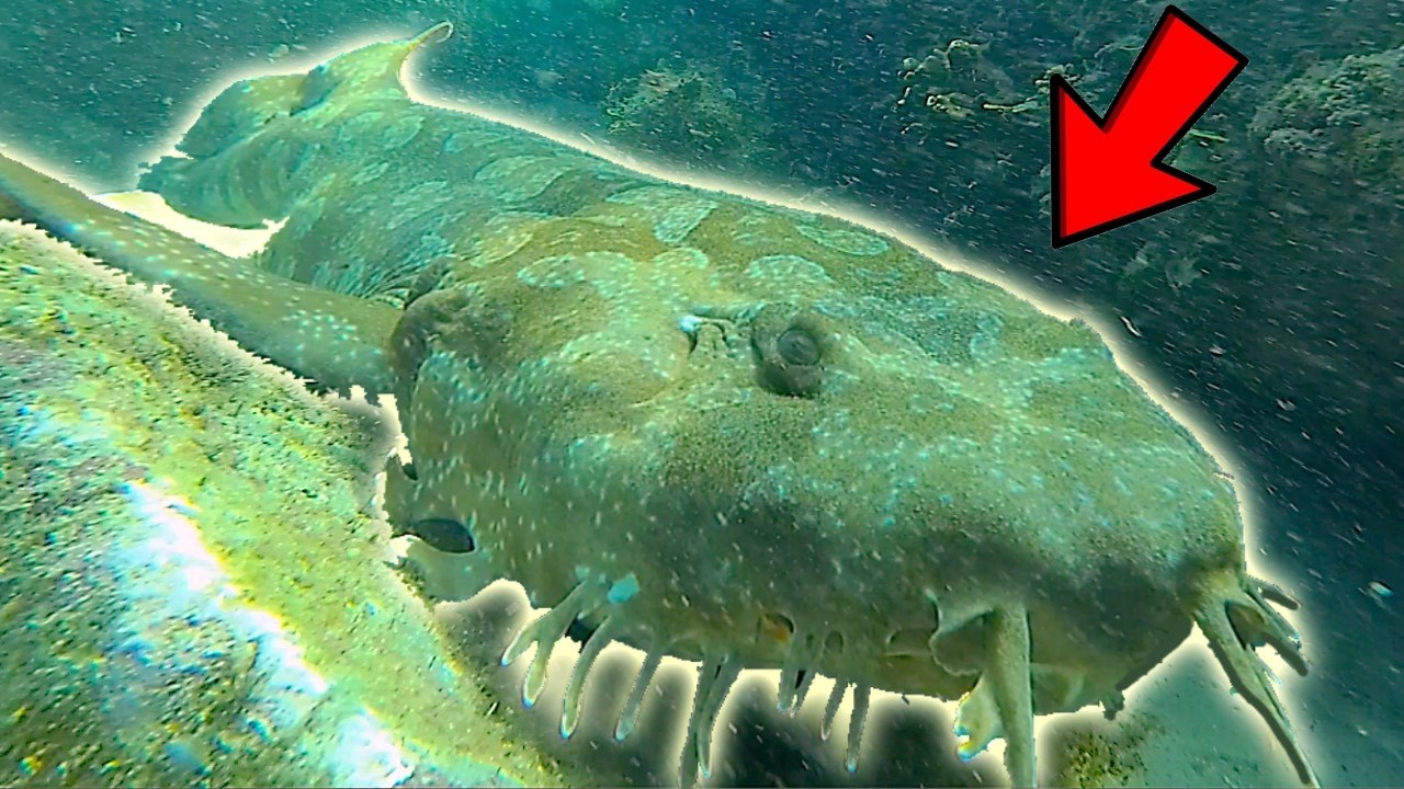 MYSTERIOUS SEA CREATURE Lurking below! I was snorkeling when it suddenly appeared!