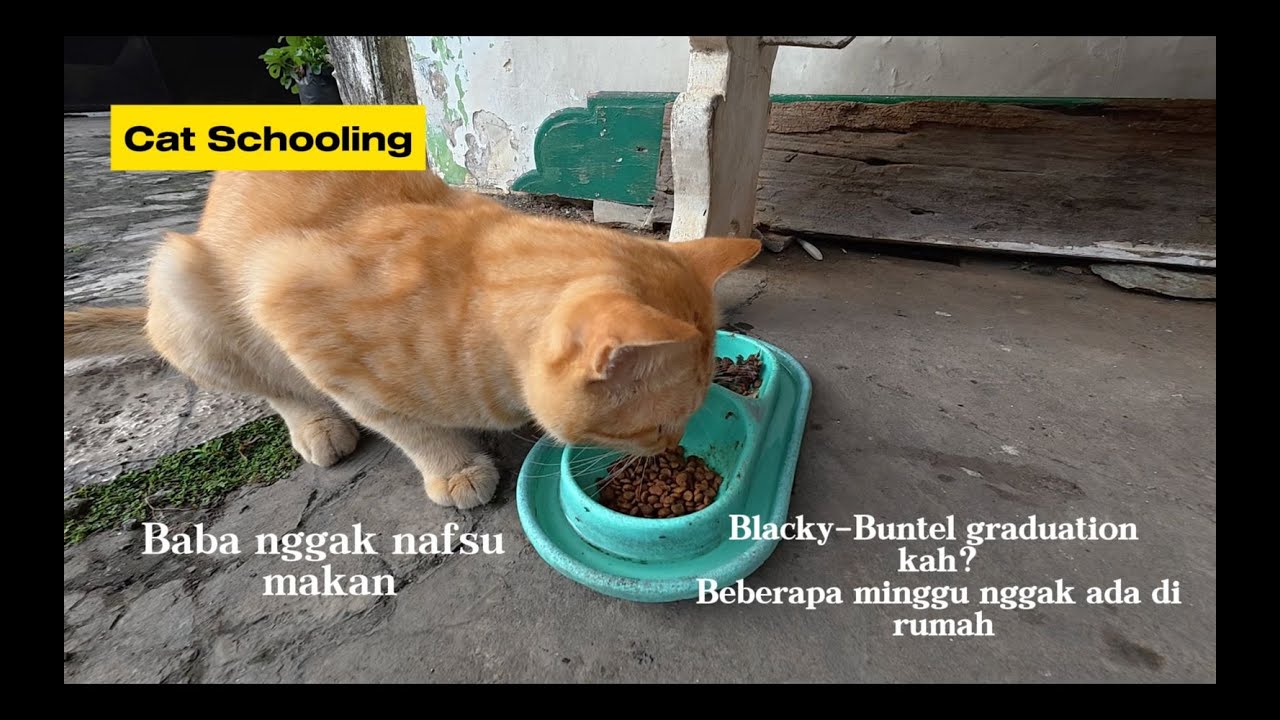 Cat Schooling kehilangan duo member Blacky-Buntel | Baba-Itina penyebabnya