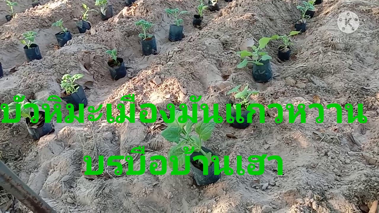 ปลูกบัวหิมะภาคอีสานเมืองมันแกว