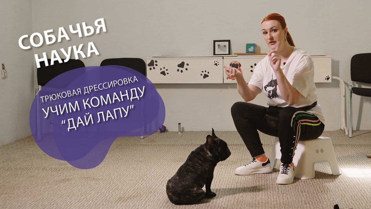 Дрессировка щенка: Трюки! Команда 