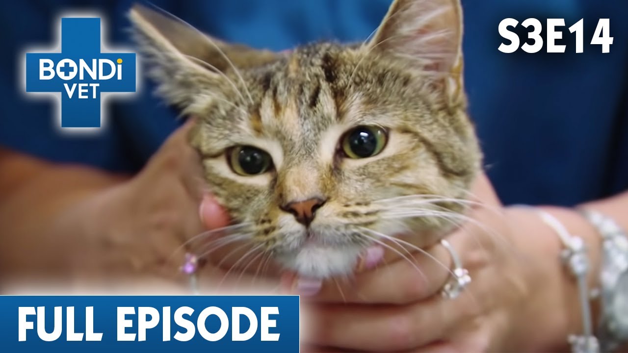 Cute Cat's Agonising Headache | Bondi Vet Season 3 Ep 14 | Bondi Vet Full Episodes