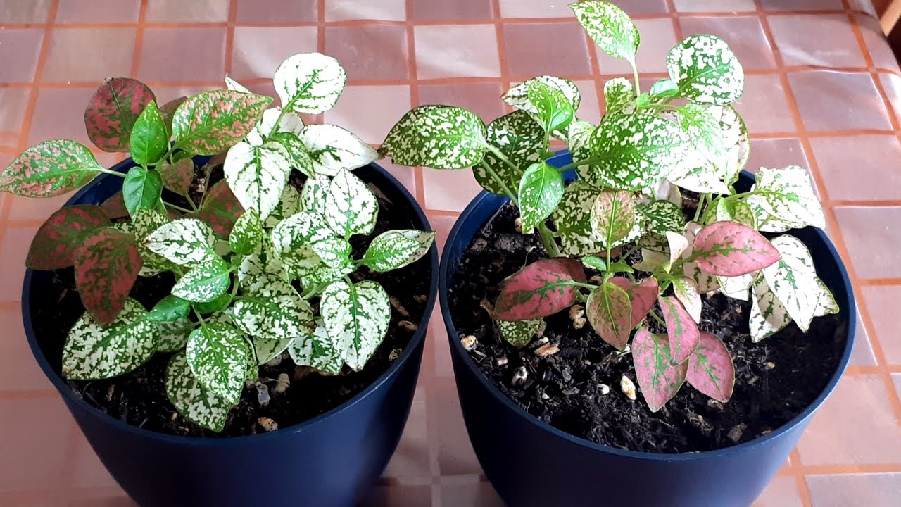 Пересадка растения в горошек #Polkadotplant