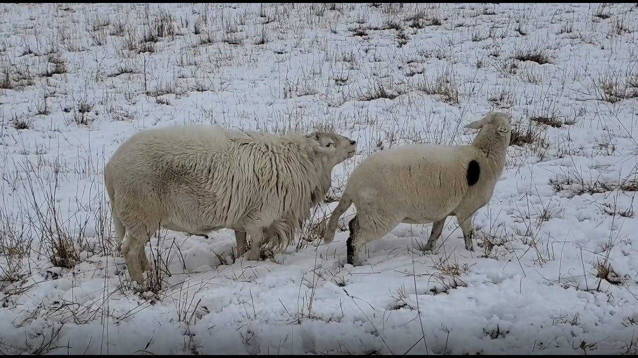 Bring on the Rams!   It's Breeding Season
