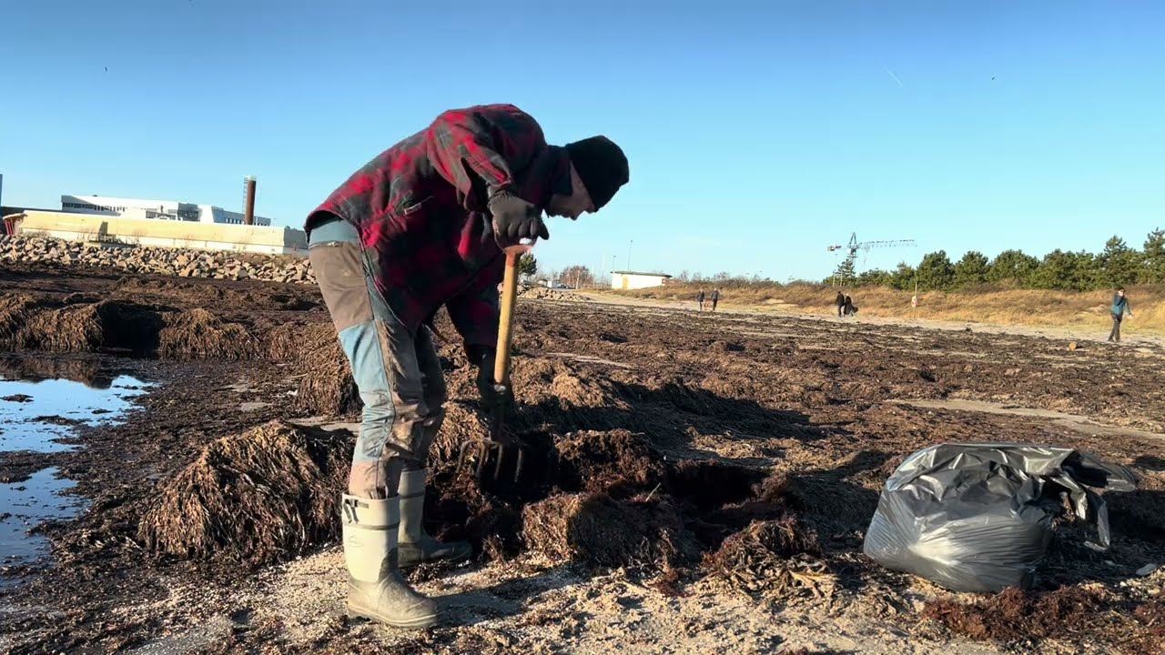 Harvesting seaweed | Late December
