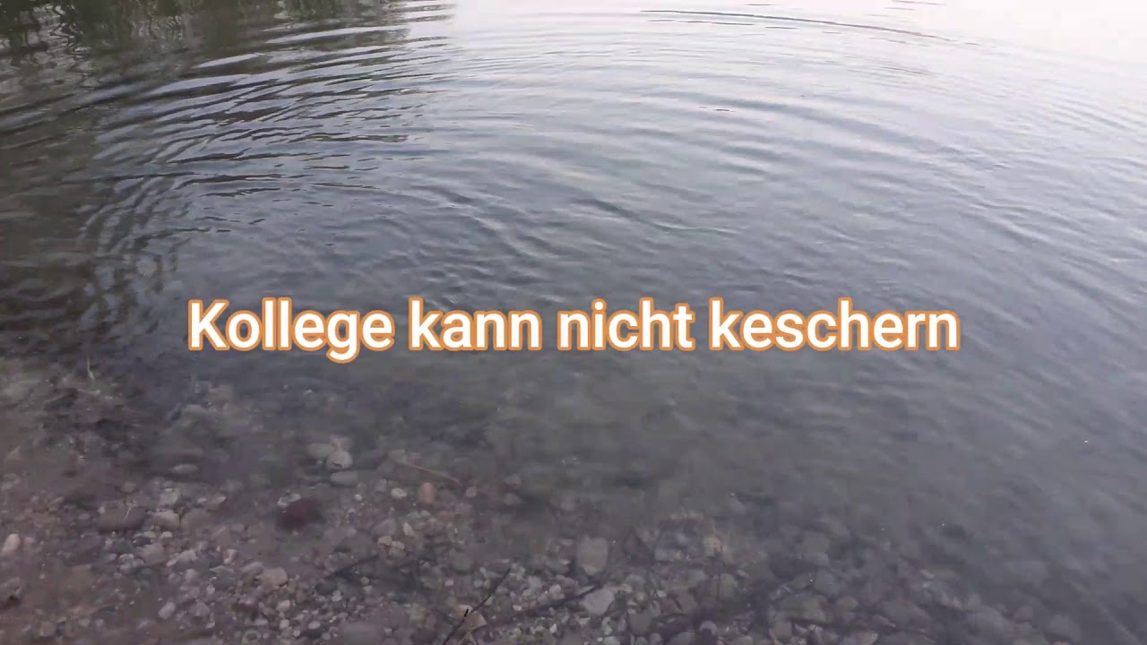 Forellen am Auschneider