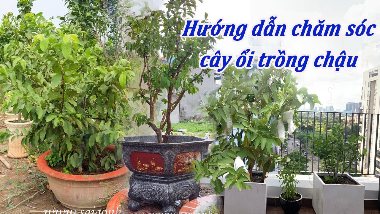 Hướng Dẫn Chăm Sóc Cây Ổi Trồng Trong Chậu Ra Sai Trái
