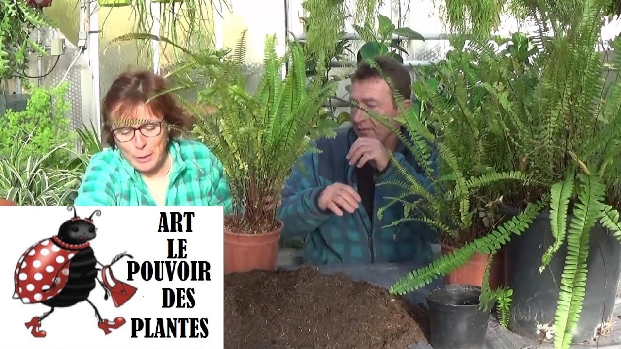 Tuto jardinage: Fougère néphrolépis: Comment faire la culture et division: Plante verte: