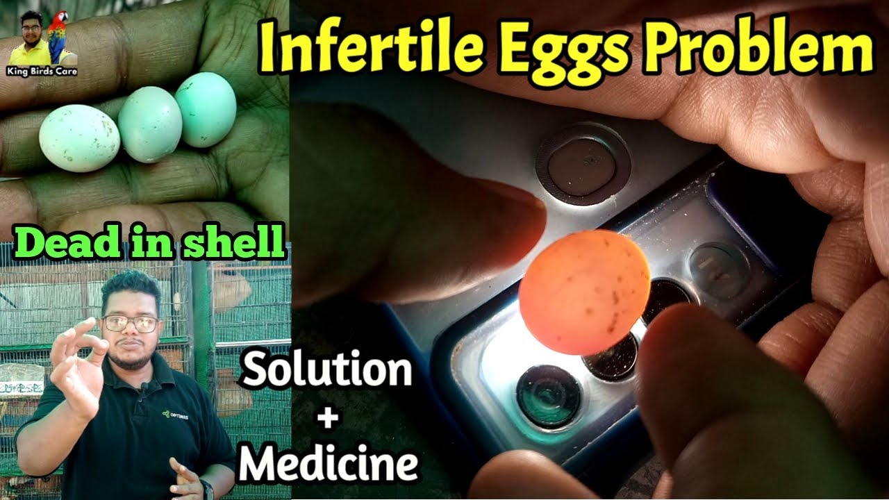 How to check fertile & infertile egg | Infertile eggs solution | Birds eggs candling | Lovebirds