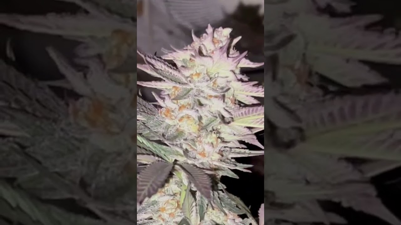 #Bonegrown Slurricane 7 S1 Nectar For the Gods all the time