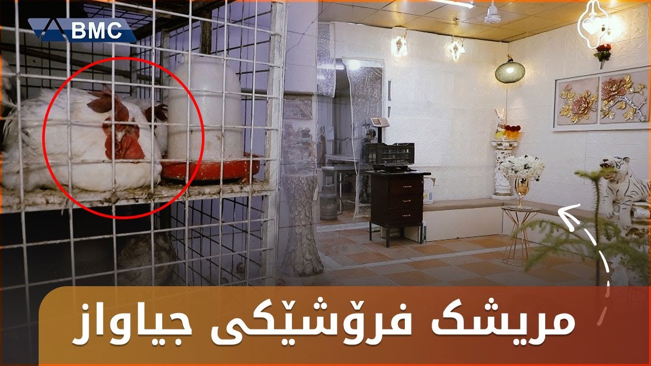 سەرسامکەرە.. مریشک فرۆشێکی جیاواز