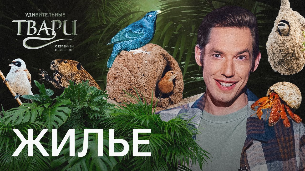 «Хрущевка», глиняное гнездо и жилье в заднем проходе. Где живут удивительные твари?