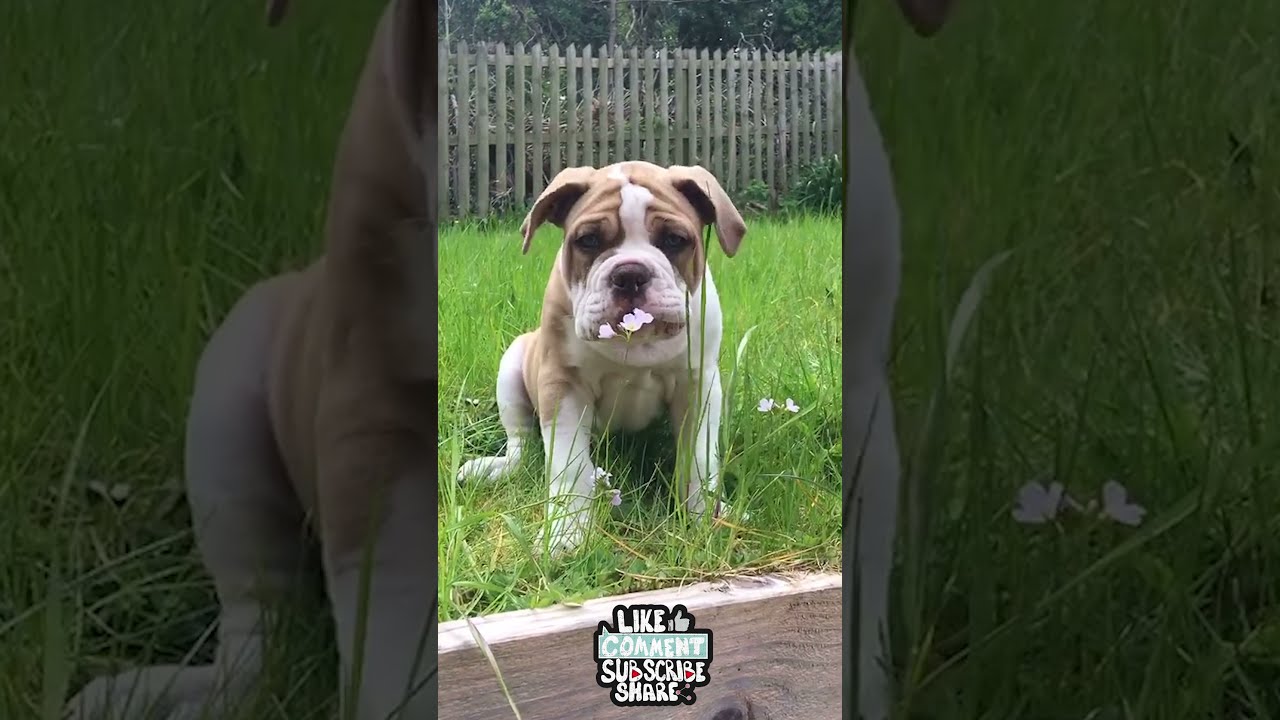 🐶Super Cute Alapaha Blue Blood Bulldog Puppy!😍💰 #shorts