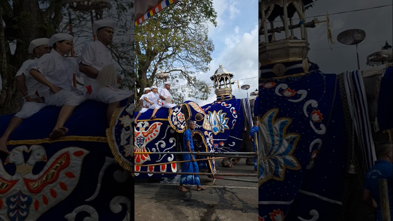 Kandy Esala Perahera #traditionaldance #esalaperahera #perahera #kandyandance #elephantvideo