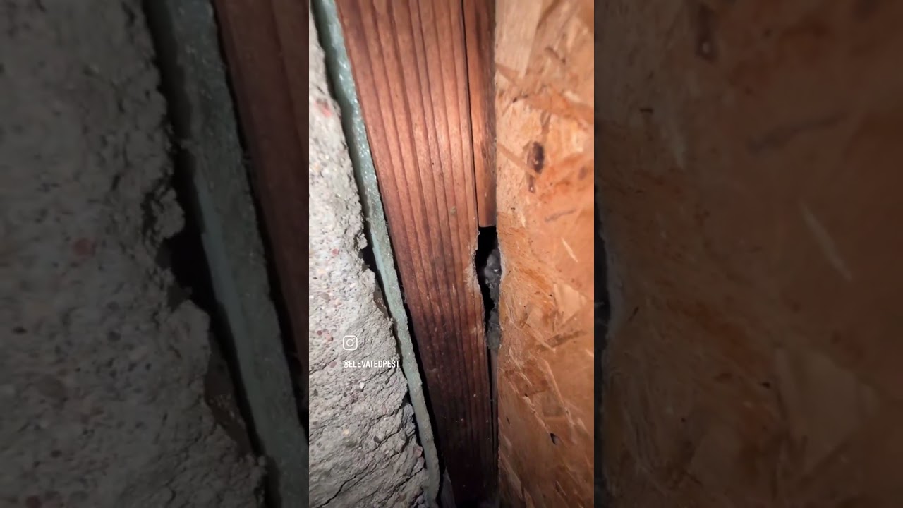 How to seal your house to get rid of mice. Another DIY pest control tip to protect your home!