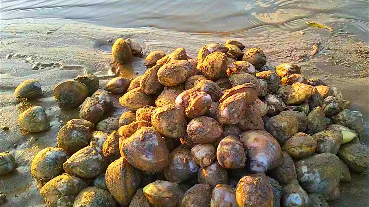 MERINDING‼️....Ternyata begini suara kerang di dalam pasir