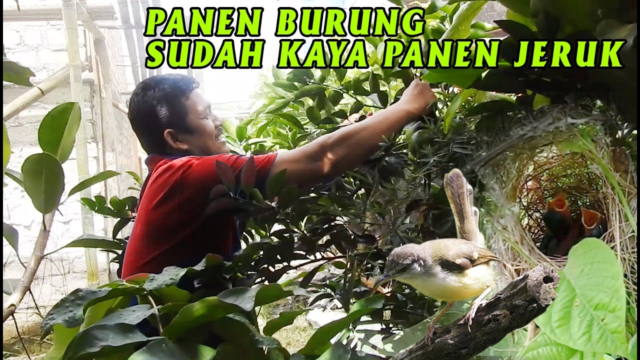 AVIARY KECIL TAPI BANYAK BURUNG BERKEMBANG BIAK, DAMBAAN SETIAP KICAUMANIA - INI CONTOHNYA !!