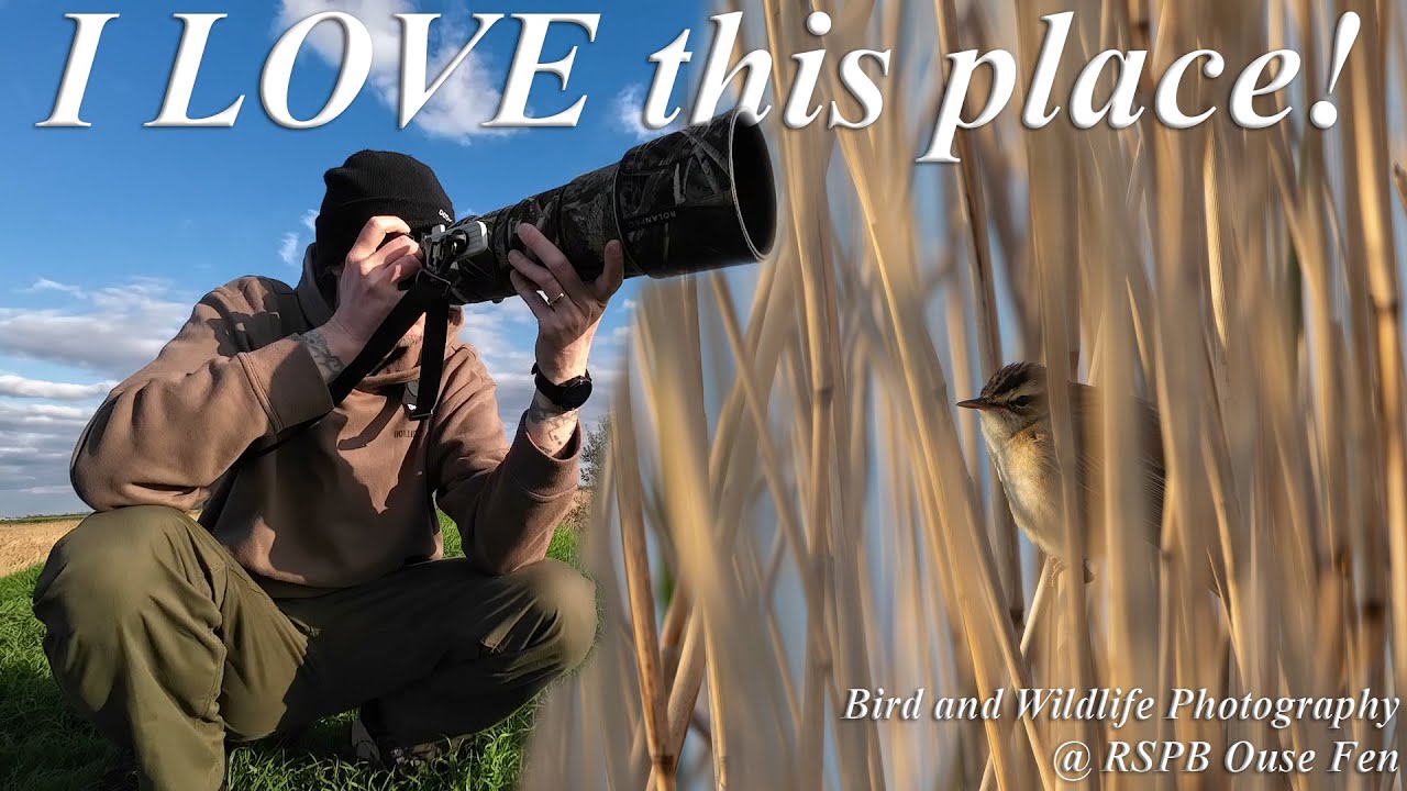 This place really is AMAZING - Bird & Wildlife Photography at RSPB Ouse Fen