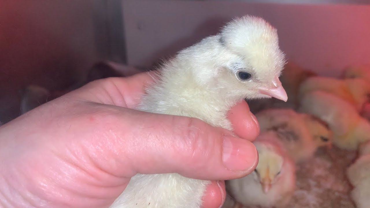 Как Прошёл Вывод цыплят⁉️🐤🐥🐣🐥