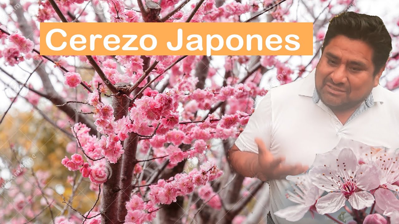Aprende a como cuidar tu arbol de sakura o cerezo japones todo el año