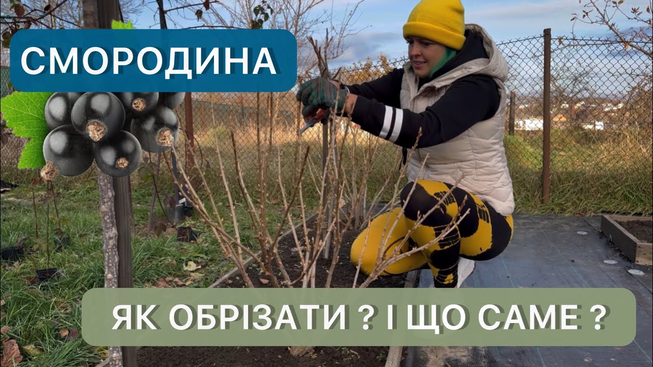 Правильная обрезка черной смородины. Повышаем урожай в 3 раза.