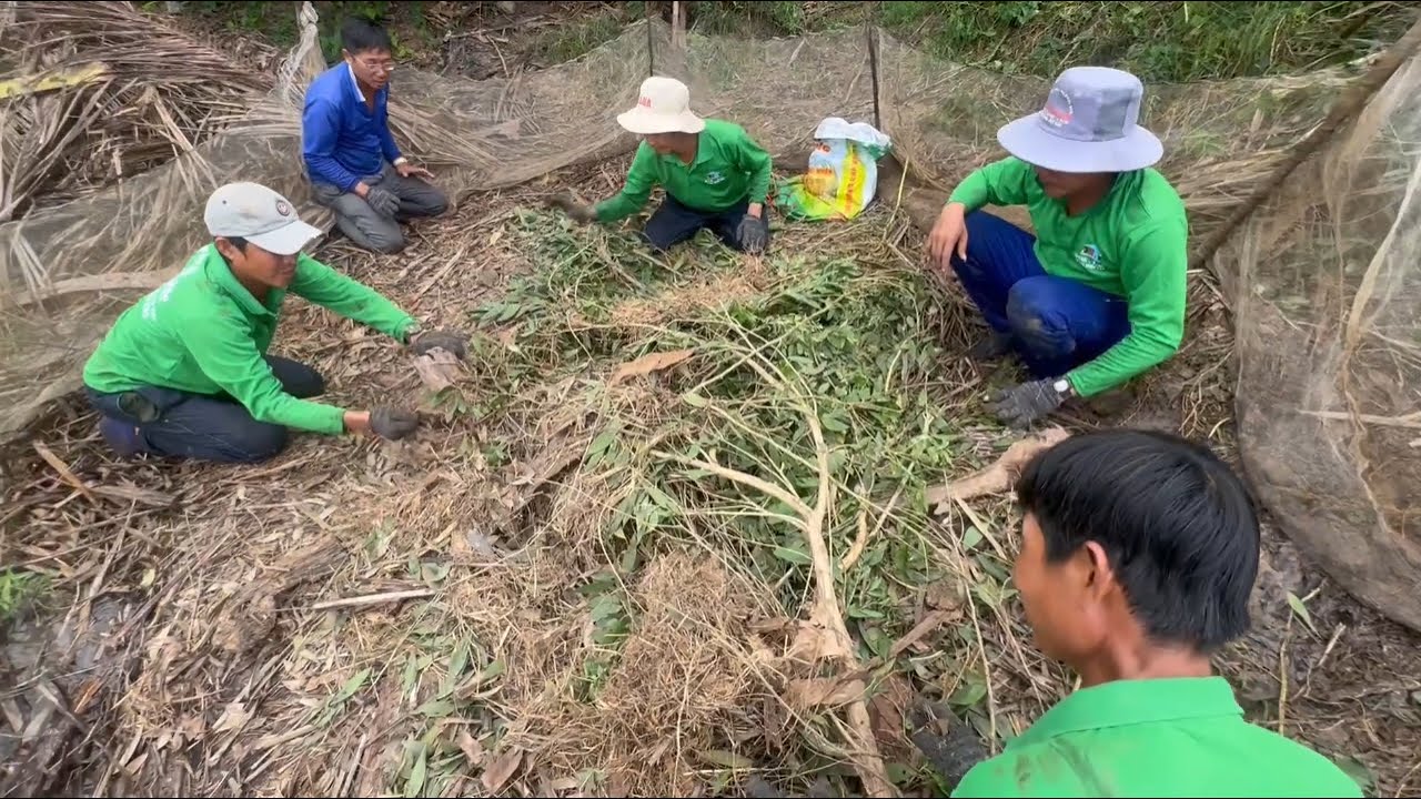 Nhìn Cảnh Dỡ Chà Chuột Mùa Nước Lũ Ai Thấy Cũng Mê - TT299