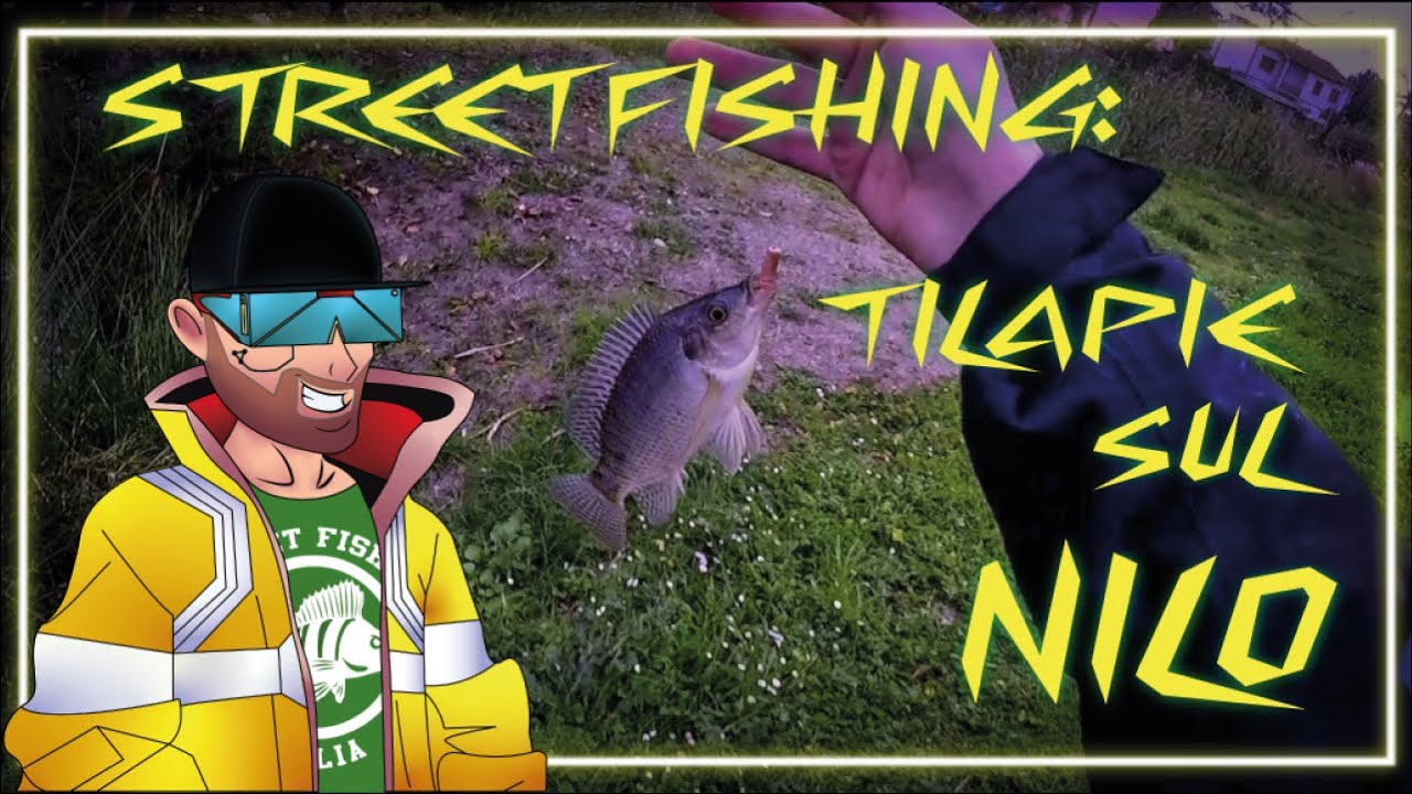 STREET FISHING: TILAPIE SUL NILO