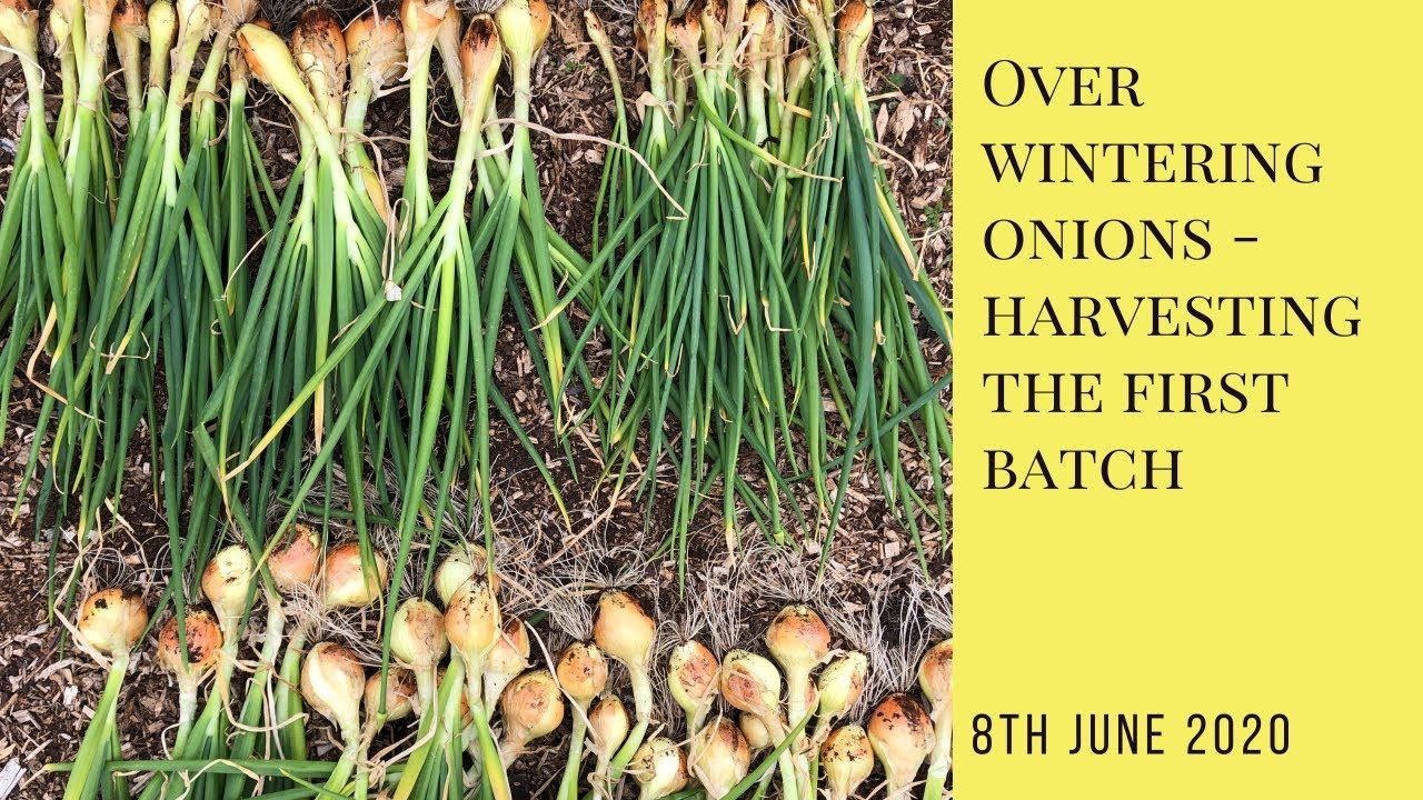Over-wintering onions - harvesting the first bed