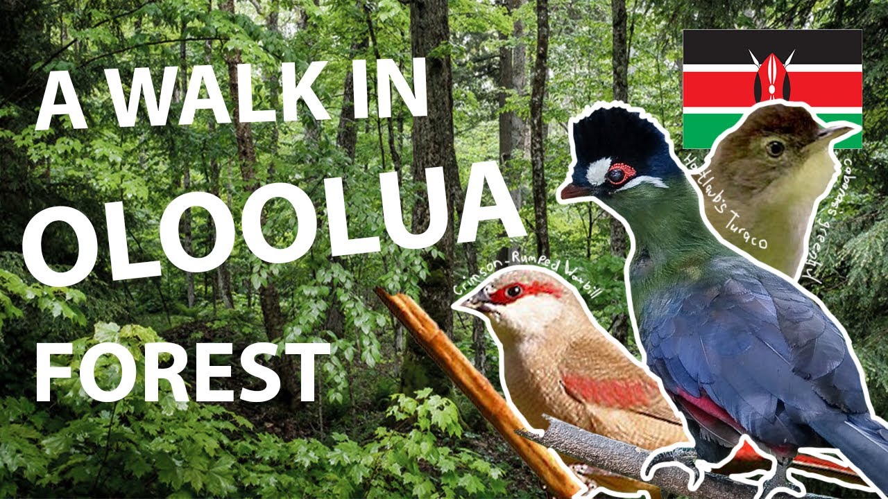 a Walk in Oloolua Forest - Birding in beautiful Kenya.