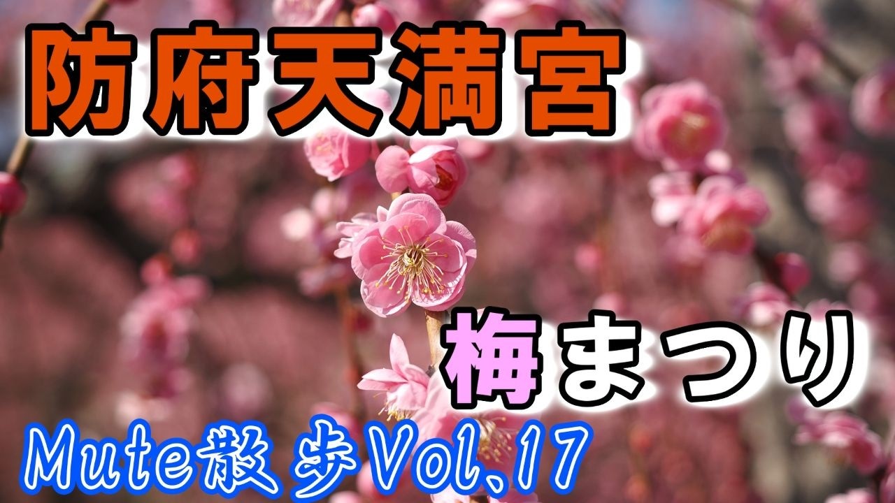 可愛い過ぎる！こんなに真面目に梅の花を見たことなかったぁ～