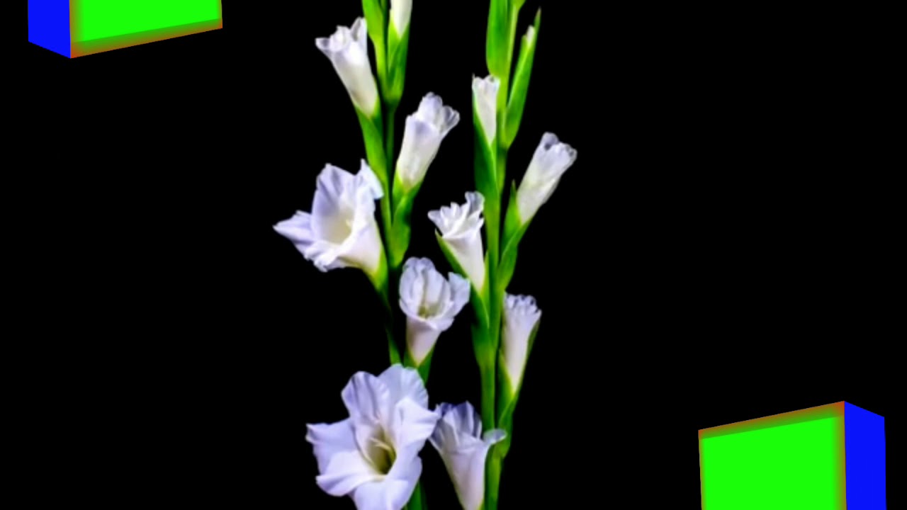 Wedding green screen background hd effects 2019
