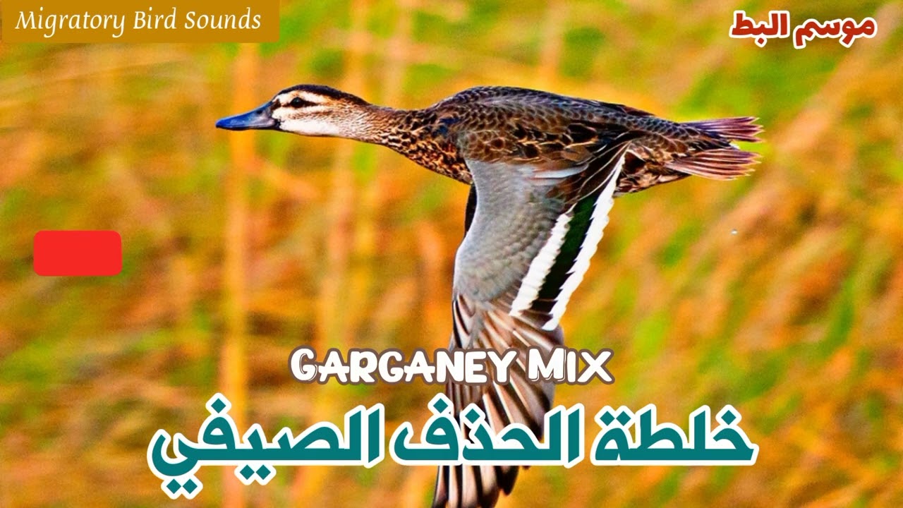 موسم البط| خلطة الحذف الصيفي (شترف) | Garganey Mix