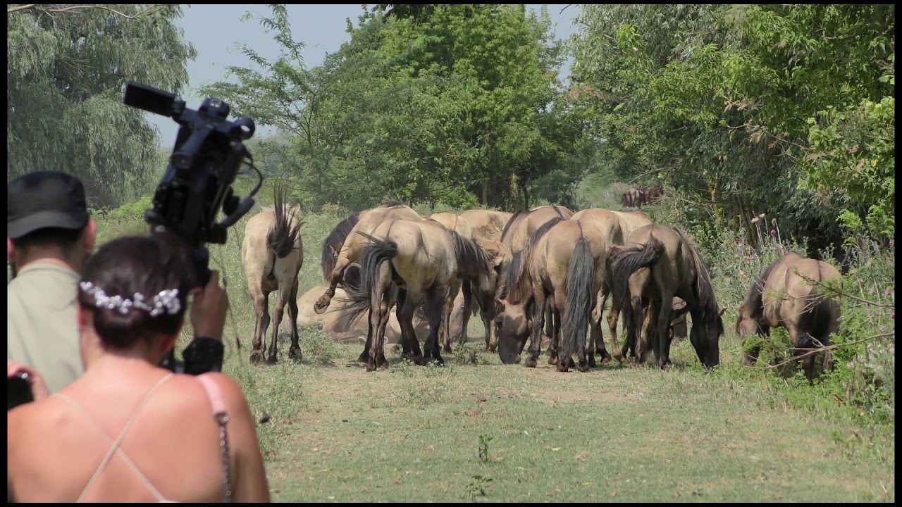 Konik horses released in the Danube Delta rewilding area