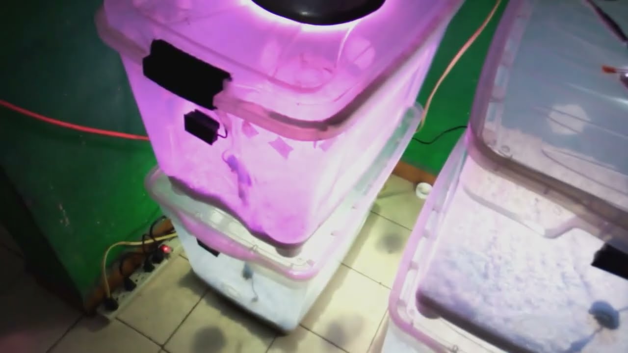 🍄 Preparacion de Microambientes para micelios, champiñones y hongos 🍄