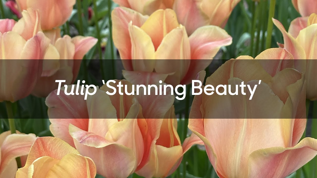 Tulip 'Stunning Beauty' - FarmerGracy.co.uk