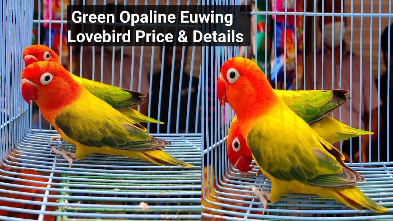 Green Euwing Opaline Lovebird Price 2022
