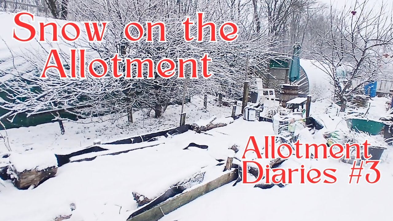 Snow on the Allotment, 1st Time using Greenhouse, Allotment Diaries 3