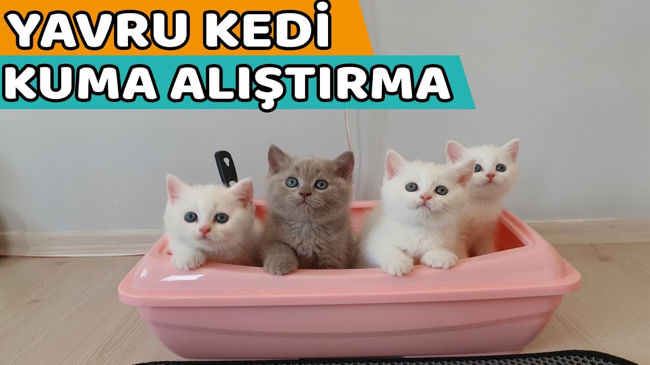 YAVRU KEDİLERE NASIL KUM EĞİTİMİ VERİLİR ? ( Kum Eğitimi Çok Basit )