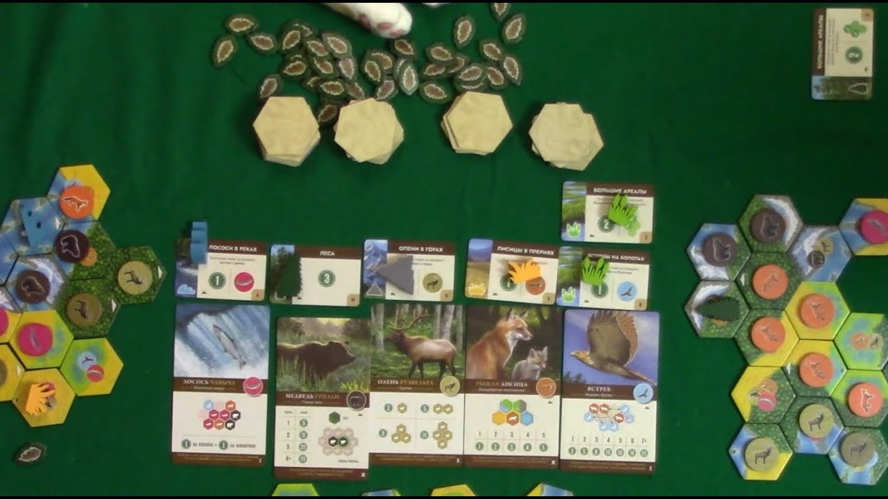 Играем в настольную игру Каскадия с дополнением Ориентиры