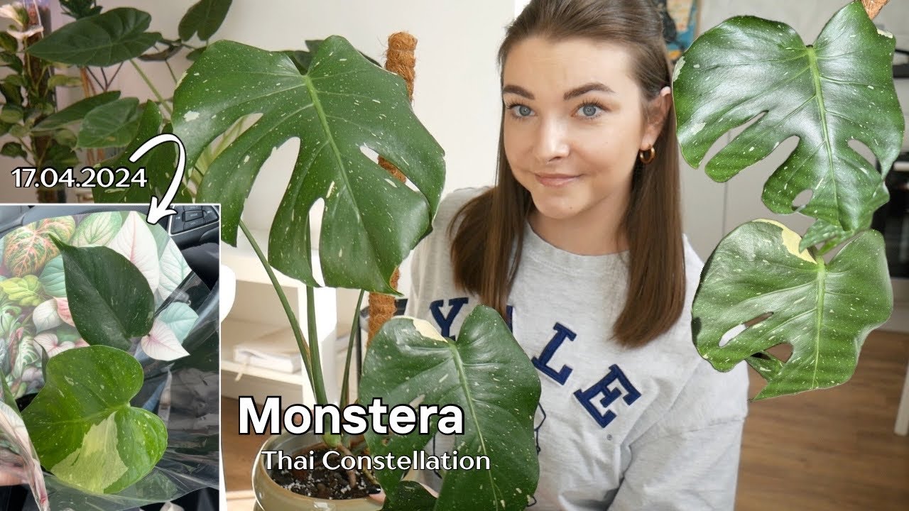Projekt M. Thai Constellation – przesadzanie po roku🏡