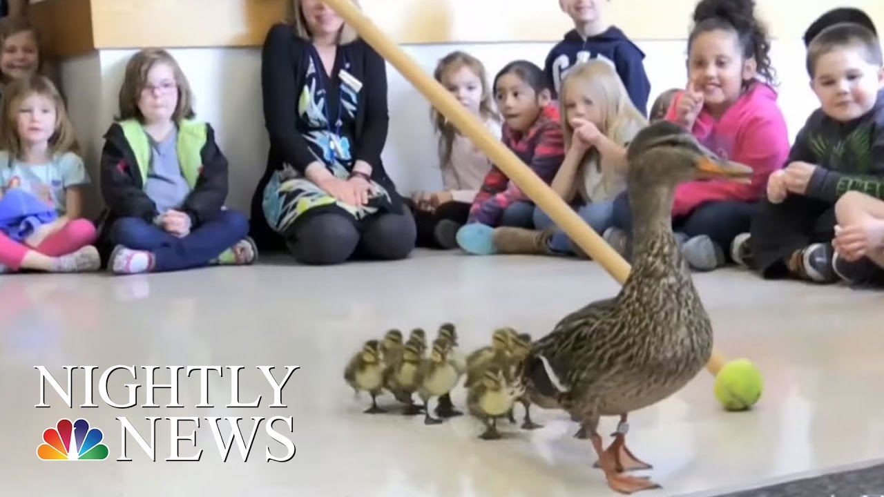 Kindergarteners Watch Annual Duck Parade | NBC Nightly News