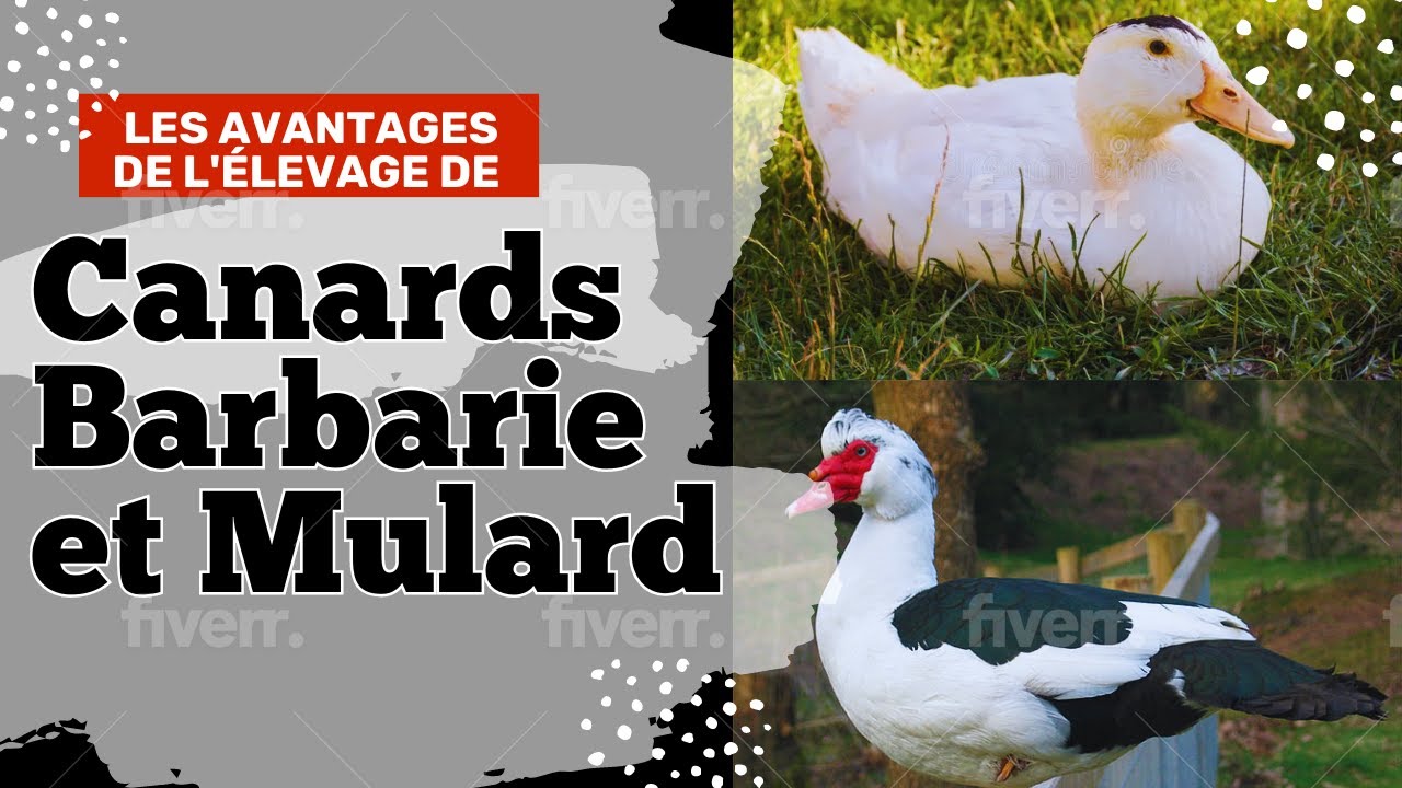 Les avantages de l'&eacute;levage de canards barbarie et mulard