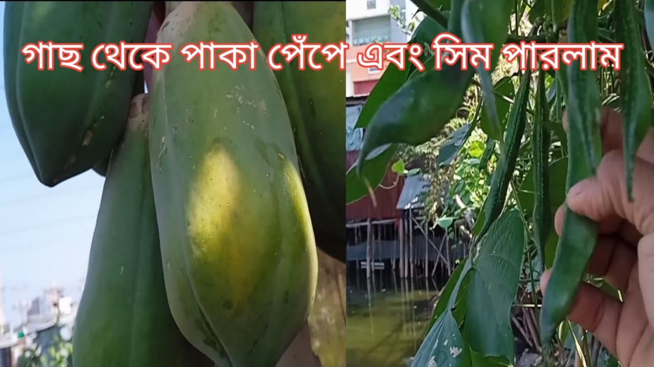 আমার বাগান থেকে আজ দুইটা পাকা পেঁপে এবং সিম পেড়ে নিলাম ❤️❤️