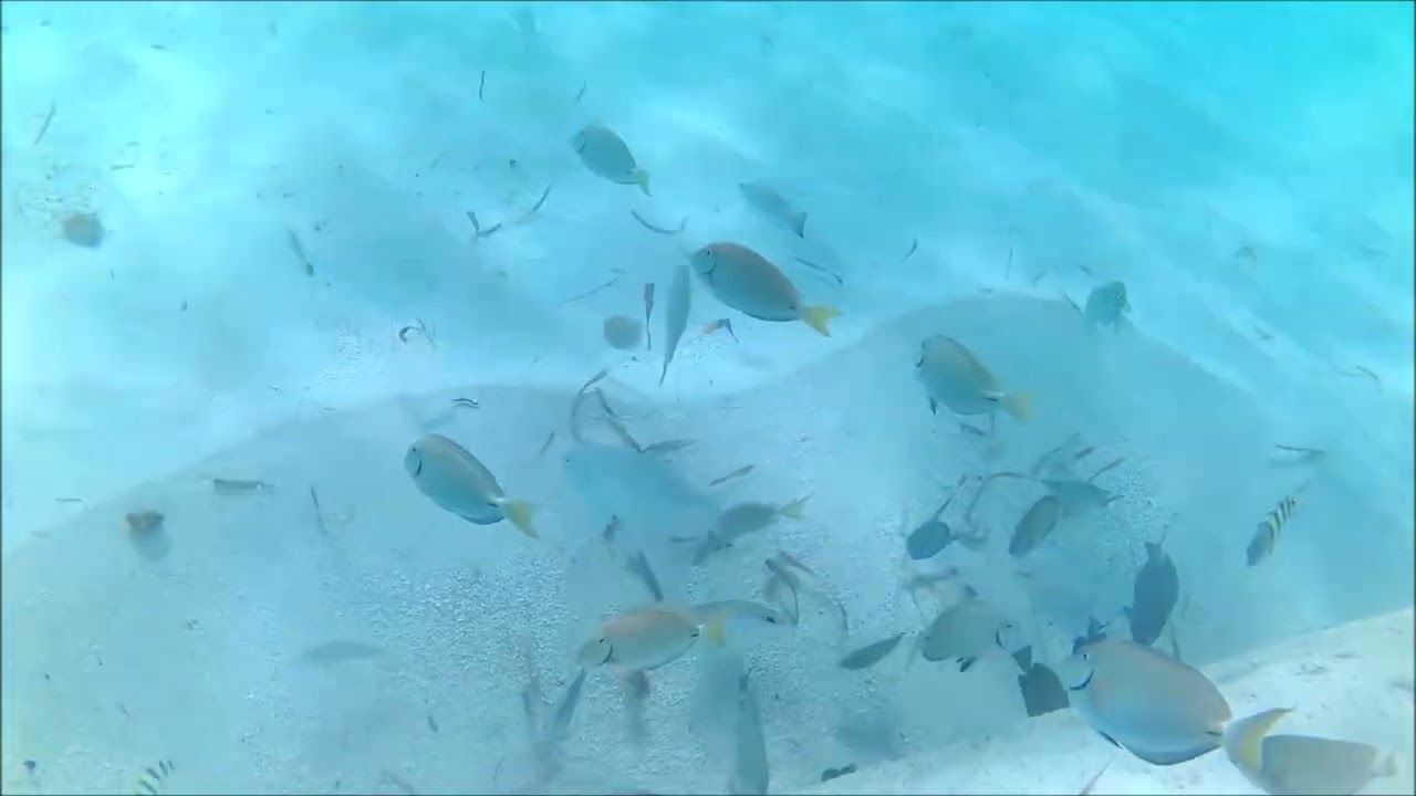 Snorkeling at Orient Beach, Saint Martin during 2026 winter vacation.