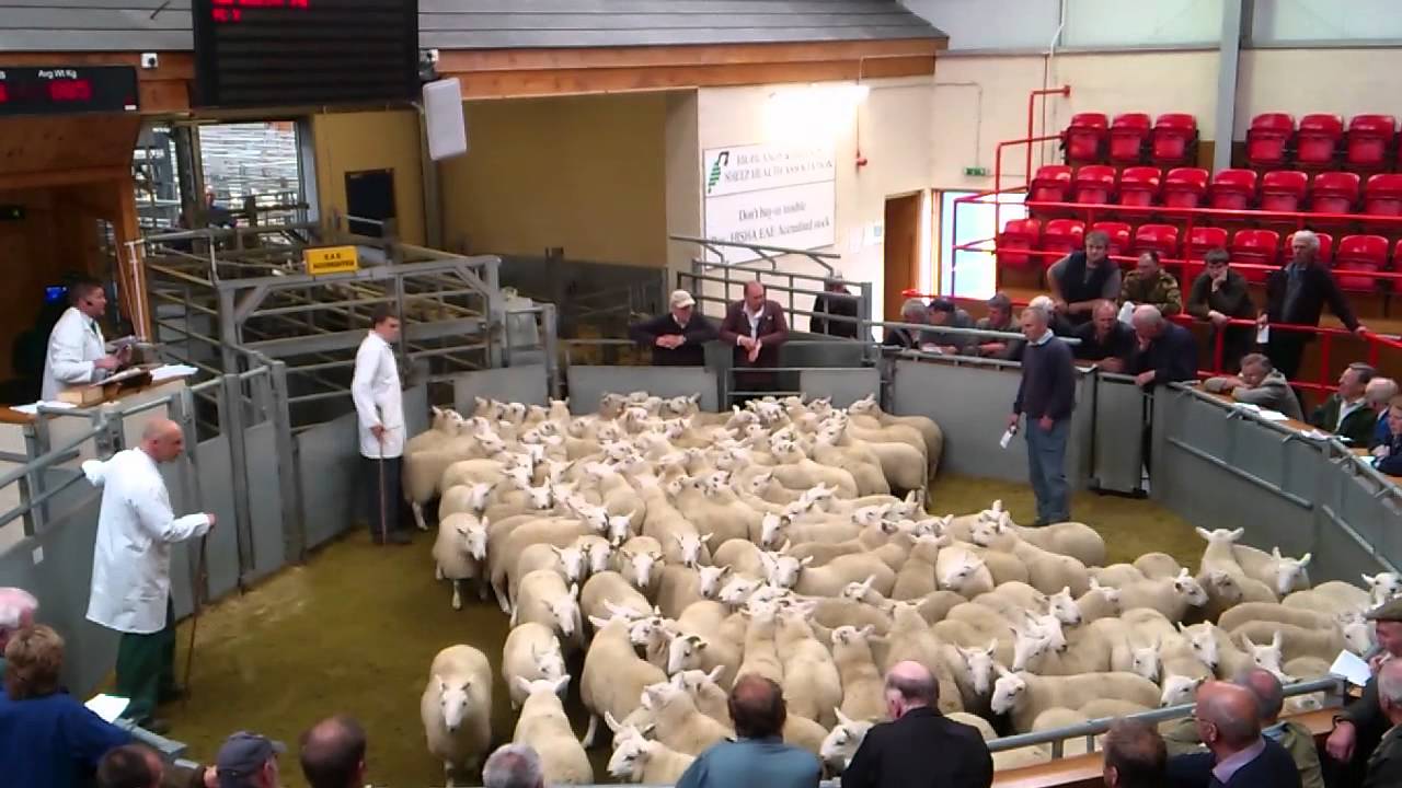 North country cheviots being sold at Dingwall Auction Mart